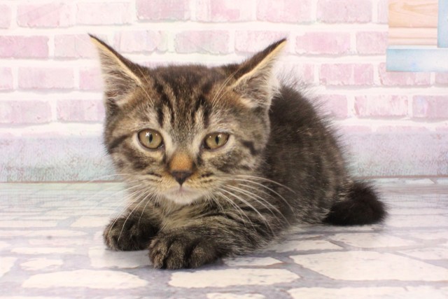 京都府のマンチカン (Coo&RIKU舞鶴店/2025年10月1日生まれ/男の子/ブラウンタビー)の子猫の3枚目の画像