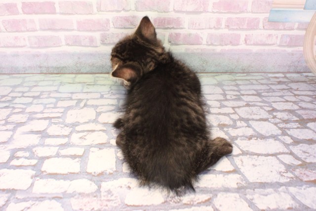 京都府のマンチカン (Coo&RIKU舞鶴店/2025年10月1日生まれ/男の子/ブラウンタビー)の子猫の4枚目の画像