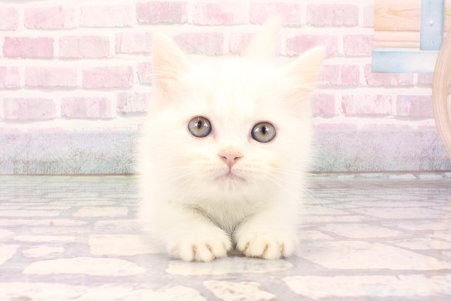 東京都のミヌエット (Coo&RIKU吉祥寺店/2025年9月30日生まれ/男の子/ホワイトバン)の子猫の1枚目の画像