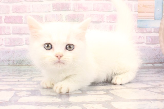 東京都のミヌエット (Coo&RIKU吉祥寺店/2025年9月30日生まれ/男の子/ホワイトバン)の子猫の3枚目の画像