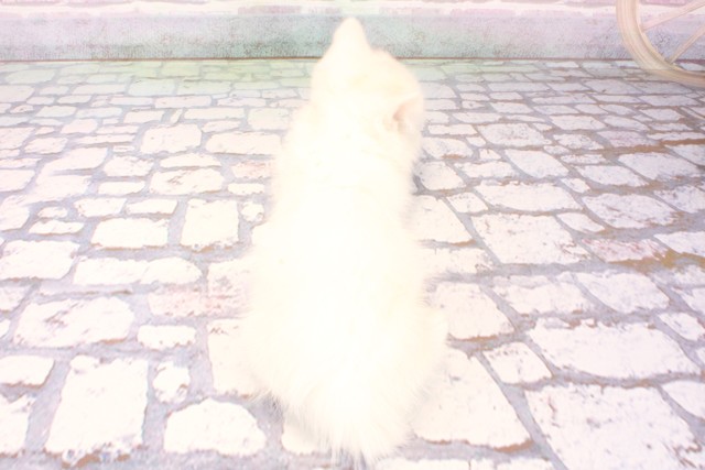 東京都のミヌエット (Coo&RIKU吉祥寺店/2025年9月30日生まれ/男の子/ホワイトバン)の子猫の4枚目の画像