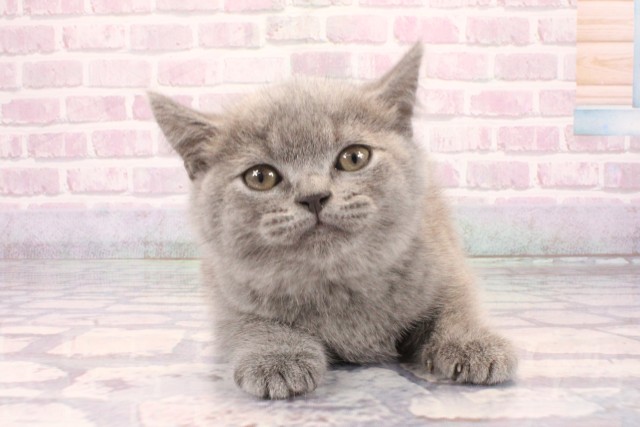 大阪府のブリティッシュショートヘアー (Coo&RIKU東大阪店/2025年9月26日生まれ/男の子/ブルー)の子猫