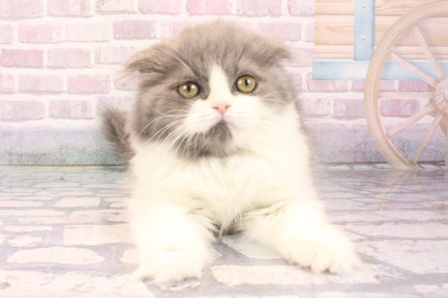 滋賀県のスコティッシュフォールド (Coo&RIKU長浜店/2025年9月28日生まれ/女の子/ブルーホワイト)の子猫の1枚目の画像