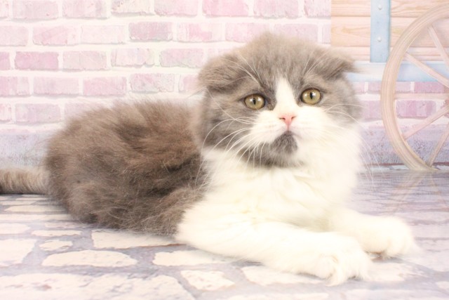 滋賀県のスコティッシュフォールド (Coo&RIKU長浜店/2025年9月28日生まれ/女の子/ブルーホワイト)の子猫の2枚目の画像