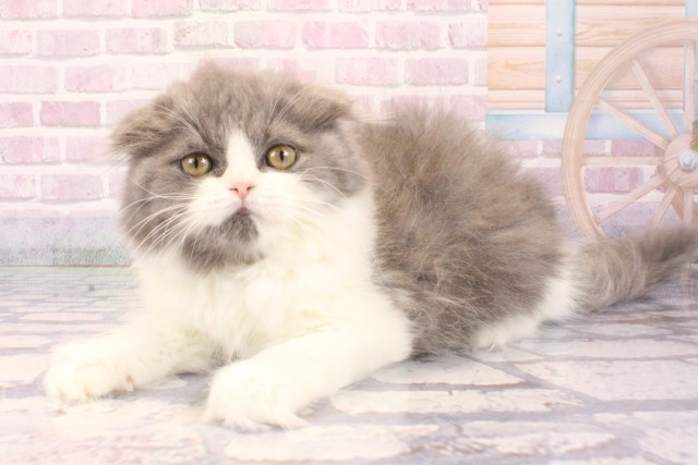 滋賀県のスコティッシュフォールド (Coo&RIKU長浜店/2025年9月28日生まれ/女の子/ブルーホワイト)の子猫の3枚目の画像