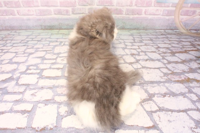 滋賀県のスコティッシュフォールド (Coo&RIKU長浜店/2025年9月28日生まれ/女の子/ブルーホワイト)の子猫の4枚目の画像