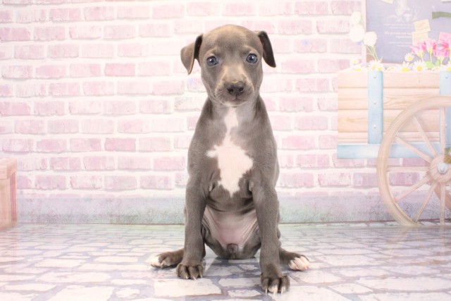 兵庫県のイタリアングレーハウンド (Coo&RIKU三木店/2025年10月1日生まれ/女の子/ブルーホワイト)の子犬
