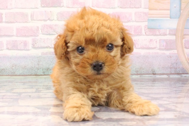 京都府のマルプー(マルチーズ×プードル) (Coo&RIKU京都店/2025年10月1日生まれ/男の子/クリーム)の子犬