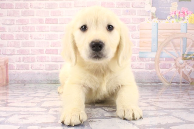 大阪府のゴールデンレトリバー (Coo&RIKU高槻店/2025年10月1日生まれ/男の子/クリーム)の子犬の1枚目の画像