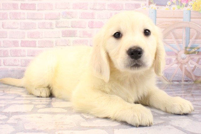 大阪府のゴールデンレトリバー (Coo&RIKU高槻店/2025年10月1日生まれ/男の子/クリーム)の子犬の2枚目の画像