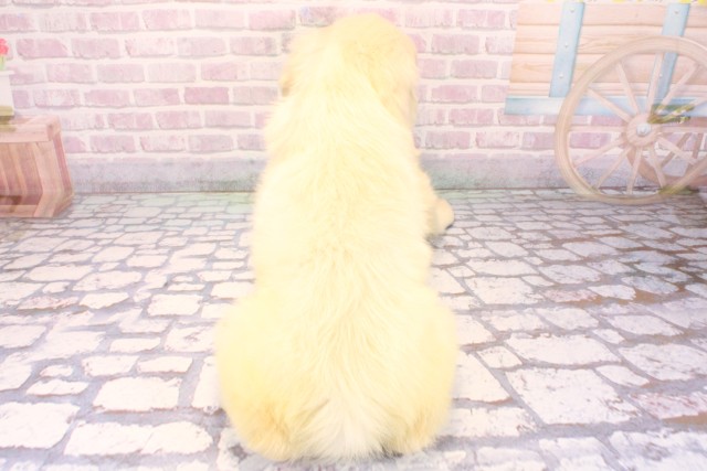 大阪府のゴールデンレトリバー (Coo&RIKU高槻店/2025年10月1日生まれ/男の子/クリーム)の子犬の4枚目の画像