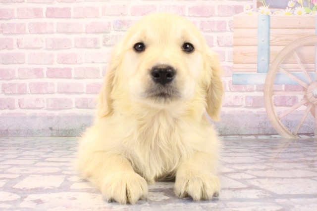 兵庫県のゴールデンレトリバー (Coo&RIKU伊丹店/2025年10月1日生まれ/男の子/クリーム)の子犬の1枚目の画像