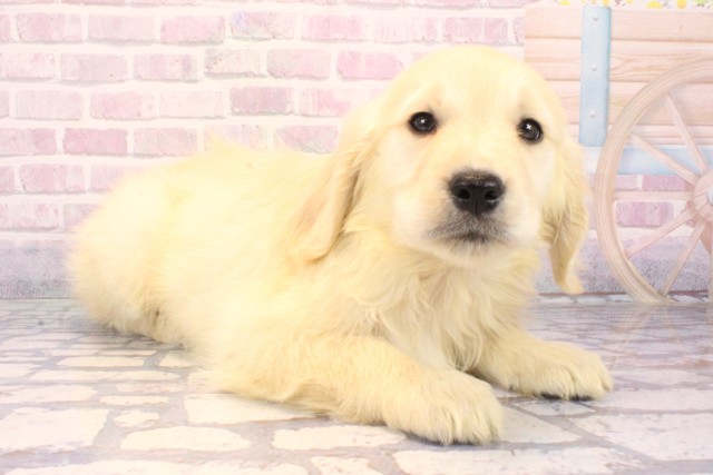 兵庫県のゴールデンレトリバー (Coo&RIKU伊丹店/2025年10月1日生まれ/男の子/クリーム)の子犬の2枚目の画像