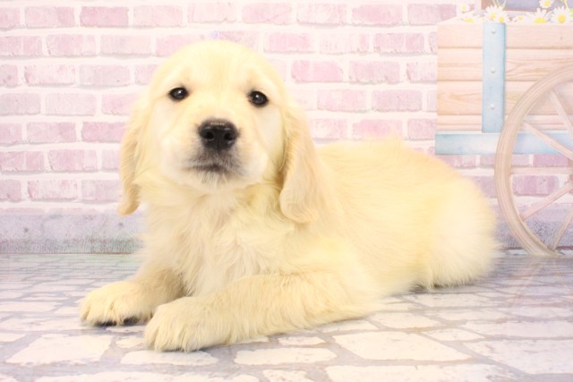 兵庫県のゴールデンレトリバー (Coo&RIKU伊丹店/2025年10月1日生まれ/男の子/クリーム)の子犬の3枚目の画像