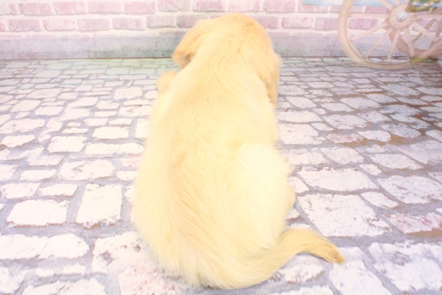 兵庫県のゴールデンレトリバー (Coo&RIKU伊丹店/2025年10月1日生まれ/男の子/クリーム)の子犬の4枚目の画像