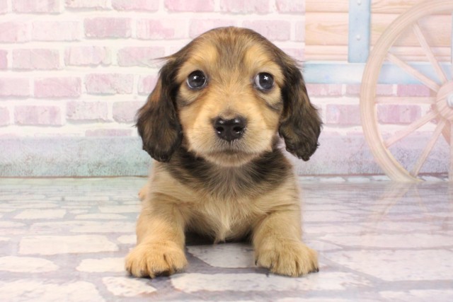 大阪府のミニチュアダックスフンド(ロング) (Coo&RIKU東大阪店/2025年9月30日生まれ/男の子/シェーデットイエロー)の子犬