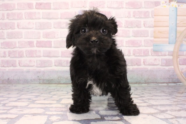 大阪府のヨープー(ヨークシャーテリア×プードル) (Coo&RIKU東大阪店/2025年10月1日生まれ/男の子/ブラック)の子犬