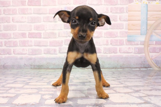 大阪府のミニチュアピンシャー (Coo&RIKU天王寺店/2025年10月1日生まれ/男の子/ブラックタン)の子犬