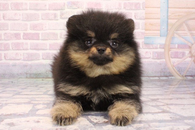 東京都のポメラニアン (Coo&RIKU吉祥寺店/2025年9月30日生まれ/男の子/ブラックタン)の子犬の1枚目の画像