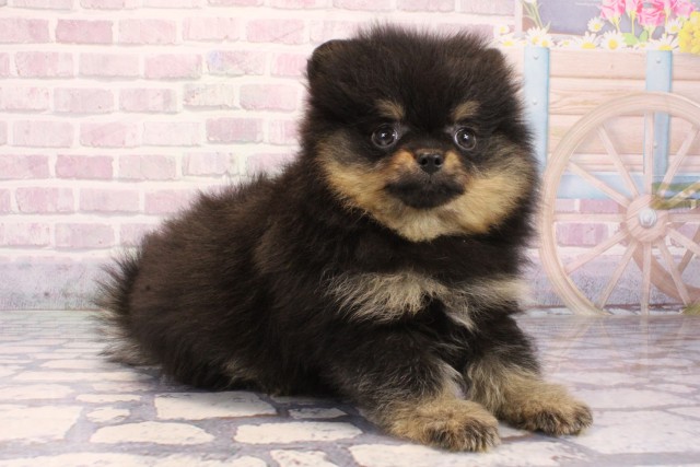 東京都のポメラニアン (Coo&RIKU吉祥寺店/2025年9月30日生まれ/男の子/ブラックタン)の子犬の2枚目の画像