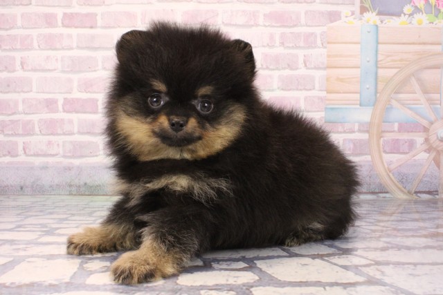 東京都のポメラニアン (Coo&RIKU吉祥寺店/2025年9月30日生まれ/男の子/ブラックタン)の子犬の3枚目の画像