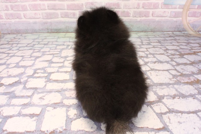 東京都のポメラニアン (Coo&RIKU吉祥寺店/2025年9月30日生まれ/男の子/ブラックタン)の子犬の4枚目の画像