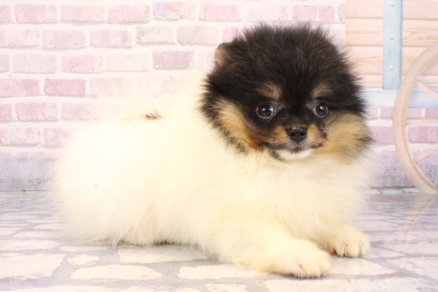 東京都のポメラニアン (Coo&RIKU吉祥寺店/2025年9月30日生まれ/女の子/ホワイトブラックタン)の子犬の2枚目の画像