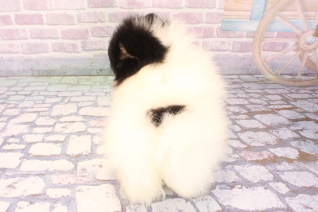 東京都のポメラニアン (Coo&RIKU吉祥寺店/2025年9月30日生まれ/女の子/ホワイトブラックタン)の子犬の4枚目の画像