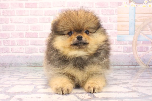 大阪府のポメラニアン (Coo&RIKU天王寺店/2025年9月28日生まれ/男の子/オレンジ)の子犬