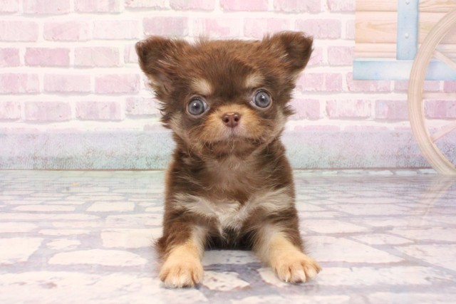 大阪府のチワワ(ロング) (Coo&RIKU城東古市店/2025年10月1日生まれ/女の子/チョコレートタン)の子犬の1枚目の画像