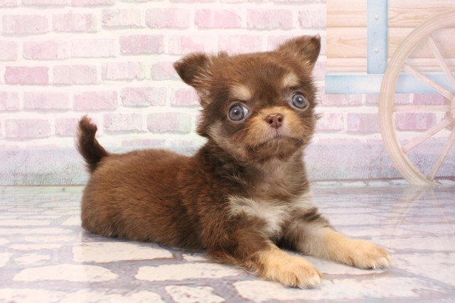 大阪府のチワワ(ロング) (Coo&RIKU城東古市店/2025年10月1日生まれ/女の子/チョコレートタン)の子犬の2枚目の画像