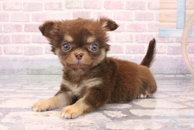 大阪府のチワワ(ロング) (Coo&RIKU城東古市店/2025年10月1日生まれ/女の子/チョコレートタン)の子犬の3枚目の画像