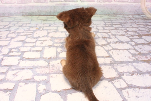 大阪府のチワワ(ロング) (Coo&RIKU城東古市店/2025年10月1日生まれ/女の子/チョコレートタン)の子犬の4枚目の画像