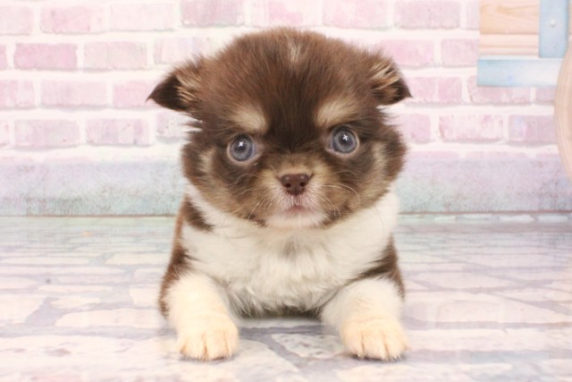 東京都のチワワ(ロング) (Coo&RIKU吉祥寺店/2025年10月1日生まれ/男の子/チョコレートタンホワイト)の子犬の1枚目の画像