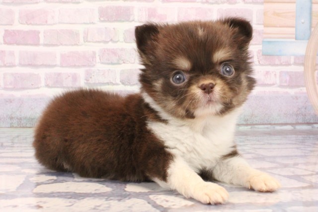 東京都のチワワ(ロング) (Coo&RIKU吉祥寺店/2025年10月1日生まれ/男の子/チョコレートタンホワイト)の子犬の2枚目の画像