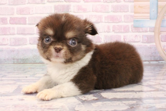 東京都のチワワ(ロング) (Coo&RIKU吉祥寺店/2025年10月1日生まれ/男の子/チョコレートタンホワイト)の子犬の3枚目の画像