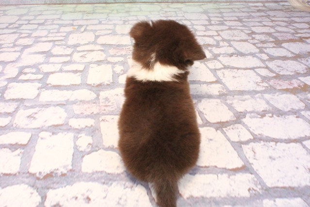 東京都のチワワ(ロング) (Coo&RIKU吉祥寺店/2025年10月1日生まれ/男の子/チョコレートタンホワイト)の子犬の4枚目の画像