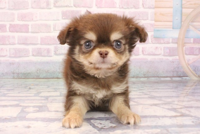 東京都のチワワ(ロング) (Coo&RIKU吉祥寺店/2025年10月1日生まれ/男の子/チョコレートタン)の子犬の1枚目の画像