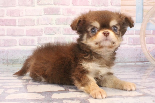 東京都のチワワ(ロング) (Coo&RIKU吉祥寺店/2025年10月1日生まれ/男の子/チョコレートタン)の子犬の2枚目の画像