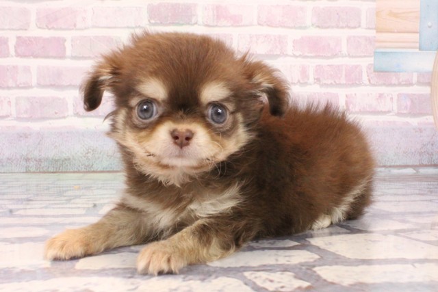 東京都のチワワ(ロング) (Coo&RIKU吉祥寺店/2025年10月1日生まれ/男の子/チョコレートタン)の子犬の3枚目の画像