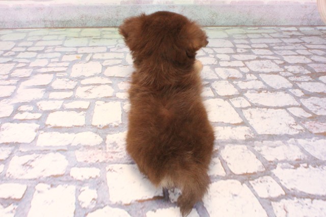 東京都のチワワ(ロング) (Coo&RIKU吉祥寺店/2025年10月1日生まれ/男の子/チョコレートタン)の子犬の4枚目の画像