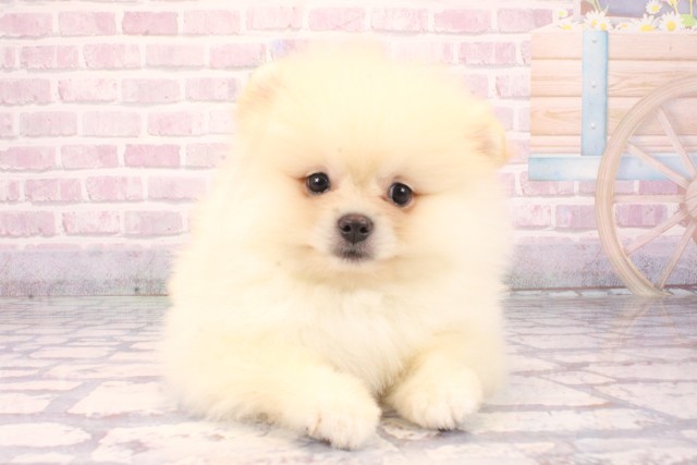 滋賀県のポメラニアン (Coo&RIKUアヤハディオ水口店/2025年10月1日生まれ/男の子/クリーム)の子犬の1枚目の画像
