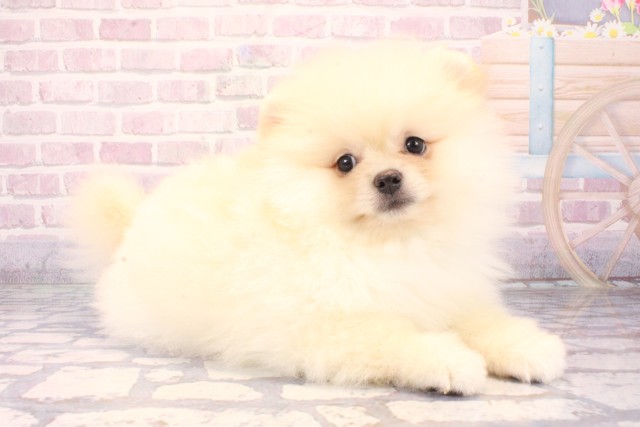 滋賀県のポメラニアン (Coo&RIKUアヤハディオ水口店/2025年10月1日生まれ/男の子/クリーム)の子犬の2枚目の画像