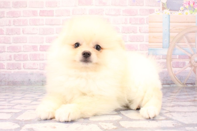 滋賀県のポメラニアン (Coo&RIKUアヤハディオ水口店/2025年10月1日生まれ/男の子/クリーム)の子犬の3枚目の画像