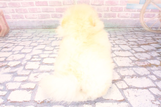 滋賀県のポメラニアン (Coo&RIKUアヤハディオ水口店/2025年10月1日生まれ/男の子/クリーム)の子犬の4枚目の画像