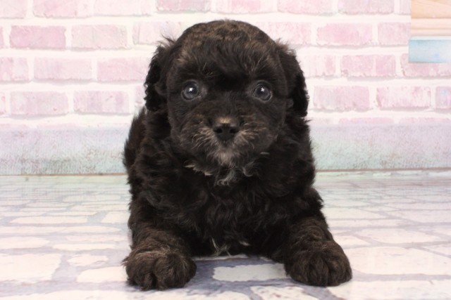 大阪府のチワプー/プーチー(チワワ×プードル) (Coo&RIKU寝屋川店/2025年9月30日生まれ/男の子/ブラック)の子犬の1枚目の画像