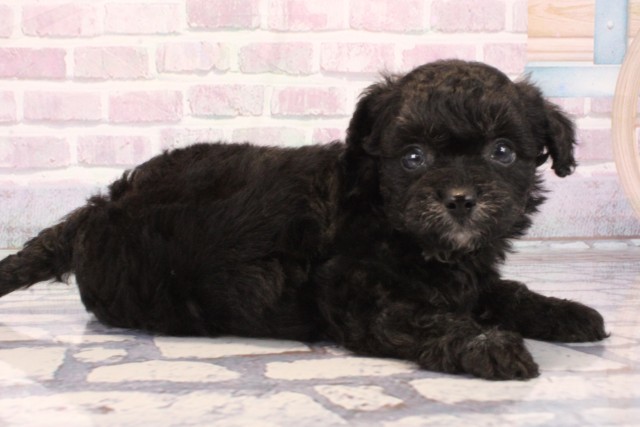 大阪府のチワプー/プーチー(チワワ×プードル) (Coo&RIKU寝屋川店/2025年9月30日生まれ/男の子/ブラック)の子犬の2枚目の画像