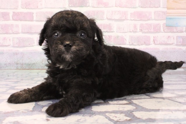 大阪府のチワプー/プーチー(チワワ×プードル) (Coo&RIKU寝屋川店/2025年9月30日生まれ/男の子/ブラック)の子犬の3枚目の画像