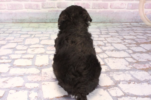 大阪府のチワプー/プーチー(チワワ×プードル) (Coo&RIKU寝屋川店/2025年9月30日生まれ/男の子/ブラック)の子犬の4枚目の画像