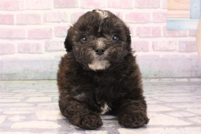 奈良県のチワプー/プーチー(チワワ×プードル) (Coo&RIKU奈良新庄店/2025年9月30日生まれ/男の子/ブリンドルホワイト)の子犬の1枚目の画像